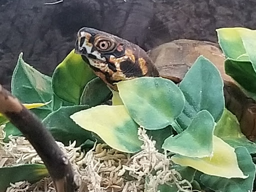 Zoo «Phillips Park Zoo», reviews and photos, 1000 Ray Moses Dr, Aurora, IL 60505, USA