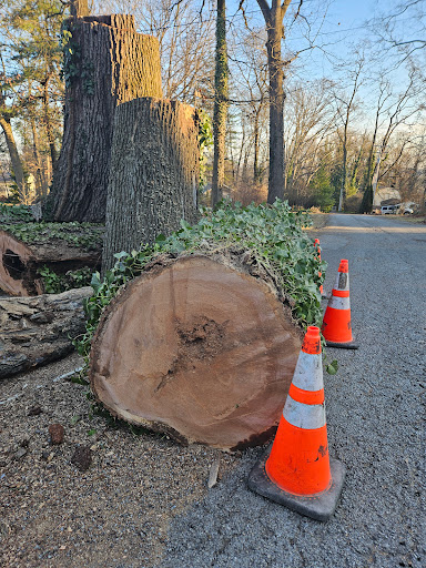 Tree Service, Lancaster PA, York PA