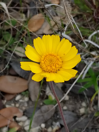 Winery «Arc De Texas», reviews and photos, 4555 US-281, Johnson City, TX 78636, USA