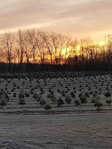 Sugargrove Tree Farm Inc image 4