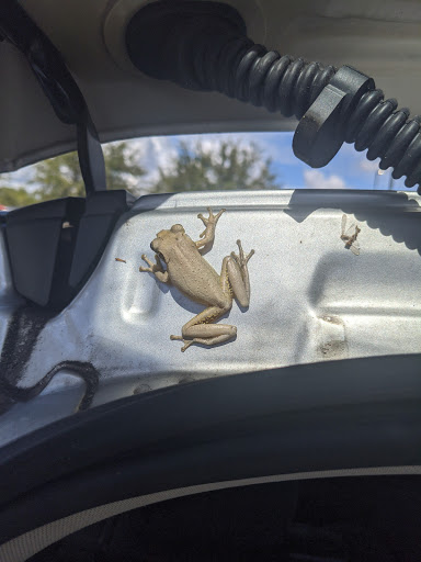 Supermarket «Walmart Neighborhood Market», reviews and photos, 6931 NW 88th Ave, Pompano Beach, FL 33321, USA