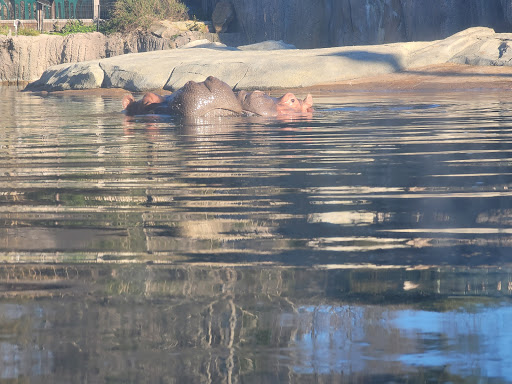 Zoo «Dallas Zoological Society», reviews and photos, 650 S R L Thornton Fwy, Dallas, TX 75203, USA