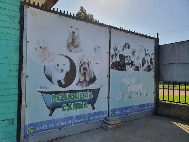 Opiniones de Veterinaria "Dog Lover" en Viña del Mar - Veterinario