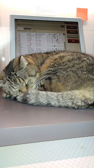 Clinique Vétérinaire Monkland