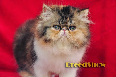 BreedShow Cat Cattery - Kucing Persia & Exotic