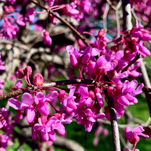 Historical Place Museum «Riversdale House Museum», reviews and photos, 4811 Riverdale Rd, Riverdale, MD 20737, USA