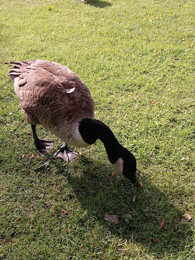 Supermarket «Super Stop & Shop», reviews and photos, 695 Main St, Winchester, MA 01890, USA