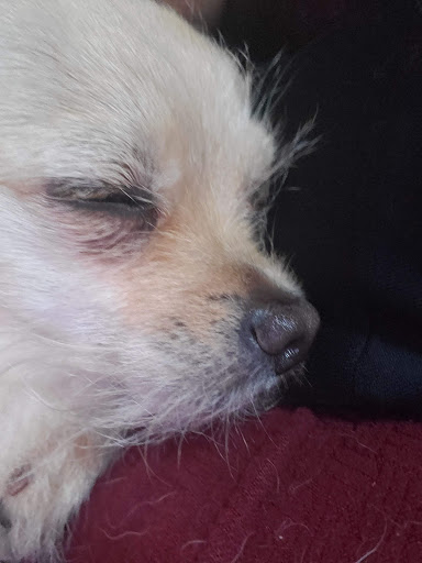 Stadium «Michigan Stadium», reviews and photos, 1201 S Main St, Ann Arbor, MI 48104, USA