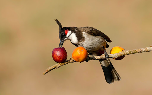 Top 20 cửa hàng chén đĩa Huyện Hóc Môn Hồ Chí Minh 2022