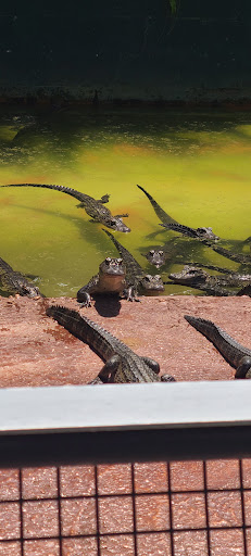 Tourist Attraction «Everglades Alligator Farm», reviews and photos, 40351 SW 192nd Ave, Florida City, FL 33034, USA