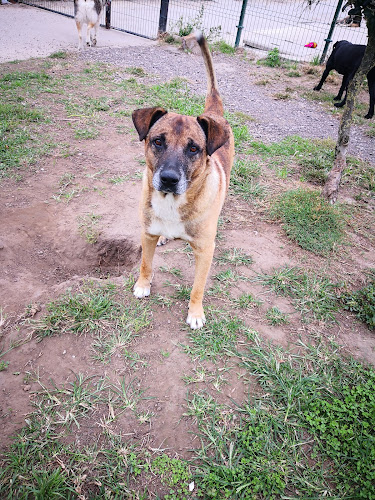 ASPROAN Santander - Refugio Canino