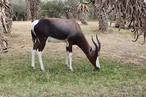 Bontebok National Park image