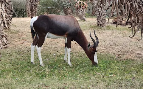 Bontebok National Park image
