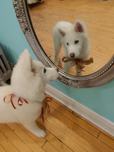 Tess & Woo's dog boutique