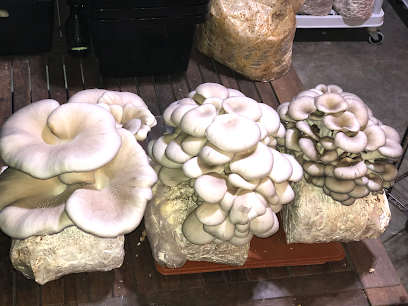 Setas Mushrooms LLC