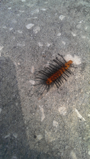 Community Center «Arbor Greene Community Center», reviews and photos, 18000 Arbor Greene Dr, Tampa, FL 33647, USA