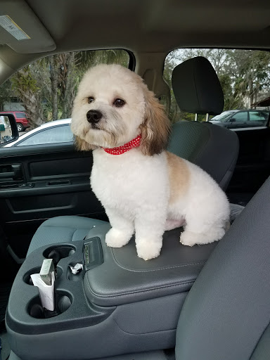 Pet Groomer «The Pet Bow-Tique», reviews and photos, 47 S Central Ave, Oviedo, FL 32765, USA