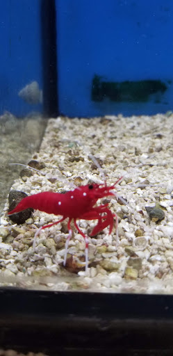 Pet Supply Store «Petco Animal Supplies», reviews and photos, 450 N Rte 17, Paramus, NJ 07652, USA