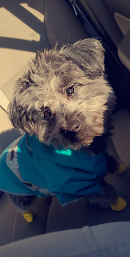 Pet Supply Store «Petco Animal Supplies», reviews and photos, 1694 Boston Rd, Springfield, MA 01129, USA