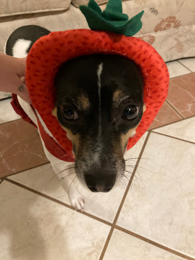 Pet Supply Store «Petco Animal Supplies», reviews and photos, 1808 Tamiami Trail a, Port Charlotte, FL 33948, USA