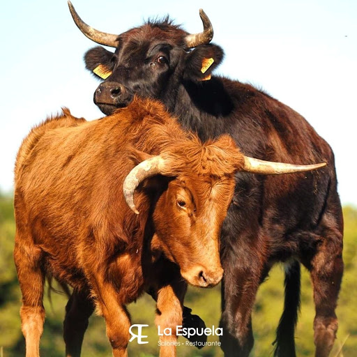 La Espuela · Restaurante Y Salones L'alcalatén