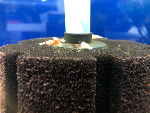 Pet Store «Pet Town», reviews and photos, 7804 Florence Ave, Downey, CA 90240, USA