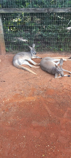 Roller Coaster «Cheetah Hunt», reviews and photos, 10165 N Malcolm McKinley Dr, Tampa, FL 33612, USA