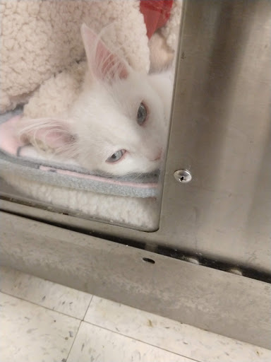 Pet Supply Store «PetSmart», reviews and photos, 30515 Av. de Las Flores, Rancho Santa Margarita, CA 92688, USA