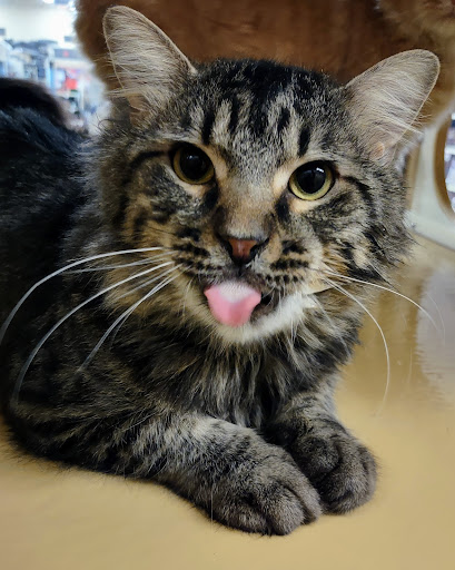 Pet Supply Store «PetSmart», reviews and photos, 2801 Pine Lake Rd, Lincoln, NE 68516, USA