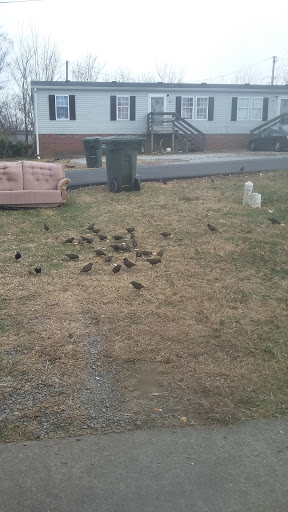 Shopping Mall «Centre Stage Shopping Center», reviews and photos, 2008 Memorial Blvd, Springfield, TN 37172, USA