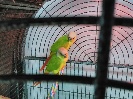 Pet Store «Carters Pet Mart», reviews and photos, 510 N Main St, Manteca, CA 95336, USA