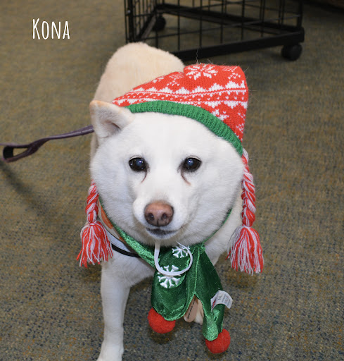 Pet Supply Store «The Natural Pet Enrichment Center», reviews and photos, 6720 Royalton Rd, North Royalton, OH 44133, USA