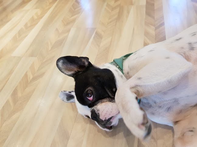 Kommentarer og anmeldelser af Sole Mio Coiffure