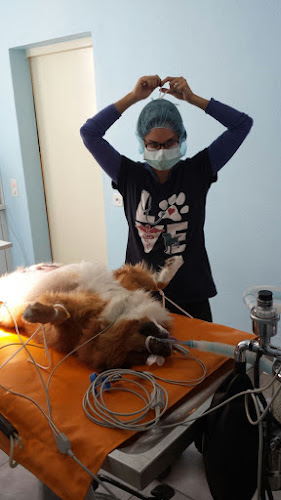 Rezensionen über Studio veterinario can e gat Sagl in Lugano - Tierarzt