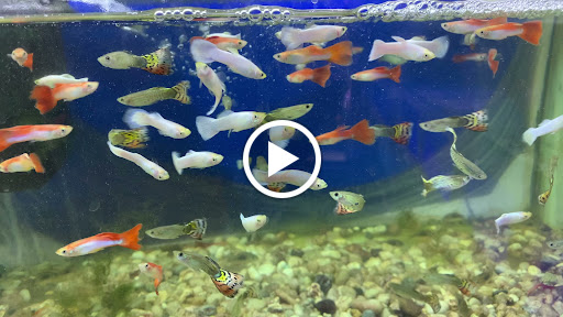 Zoo shop en Candelaria, Santa Cruz de Tenerife