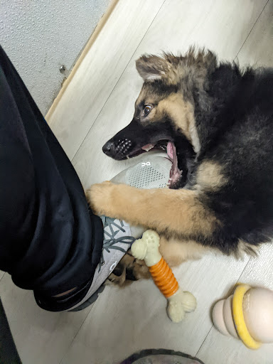 Pet Store «Petland Topeka», reviews and photos, 1801 SW Wanamaker Rd, Topeka, KS 66614, USA