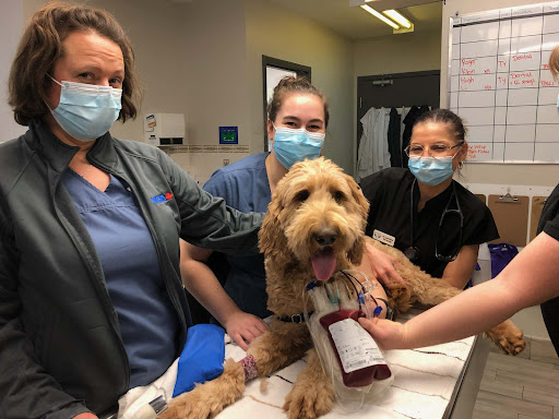 VCA Canada Pretoria Animal Hospital image