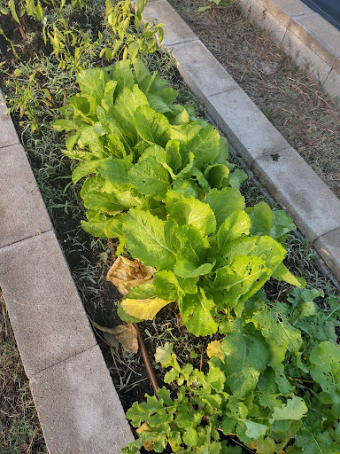 Blodgett Urban Gardens image 4