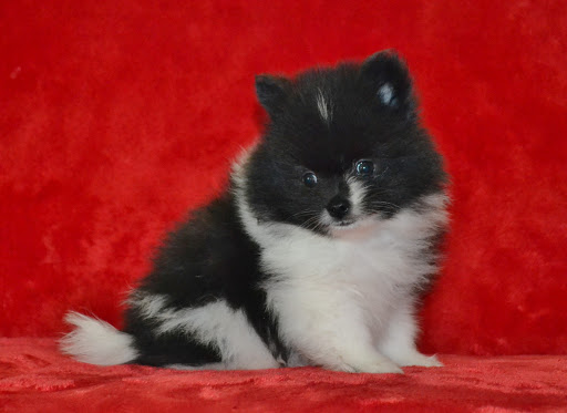 Pet Supply Store «PetSmart», reviews and photos, 1300 John F Kennedy Rd, Dubuque, IA 52002, USA