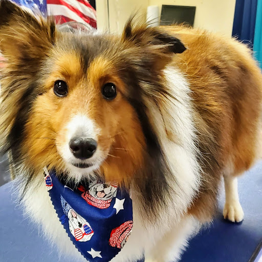 Pet Groomer «U Dirty Dog», reviews and photos, 232 Stevens Entry, Peachtree City, GA 30269, USA