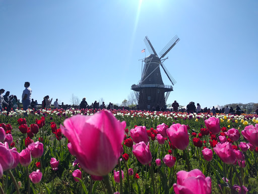 Tourist Attraction «Windmill Island Gardens», reviews and photos, 1 Lincoln Ave, Holland, MI 49423, USA