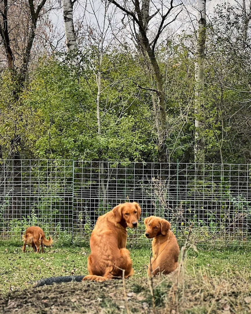 North Country Goldens