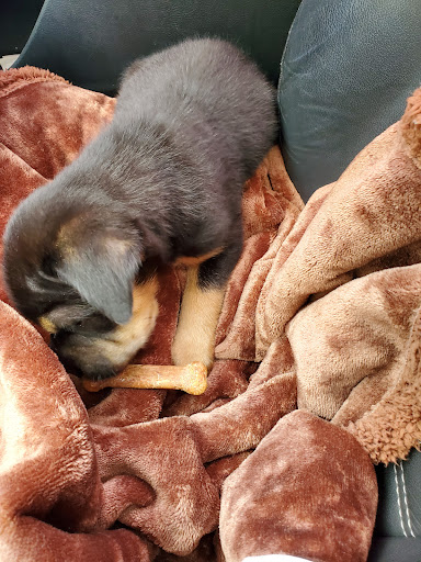 Pet Supply Store «Petco Animal Supplies», reviews and photos, 200 Triangle Shopping Center #230, Longview, WA 98632, USA