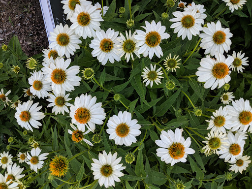 Nature Preserve «Grace Farms», reviews and photos, 365 Lukes Wood Rd, New Canaan, CT 06840, USA