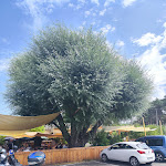 Photo n° 1 de l'avis de Franck.a fait le 17/08/2023 à 19:30 pour Le Grand Saule à Séranon