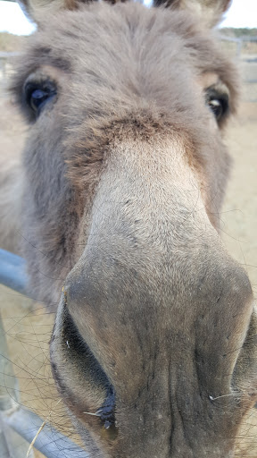 Horseback Riding Service «Spur Cross Stables», reviews and photos, 44029 N Spur Cross Rd, Cave Creek, AZ 85331, USA