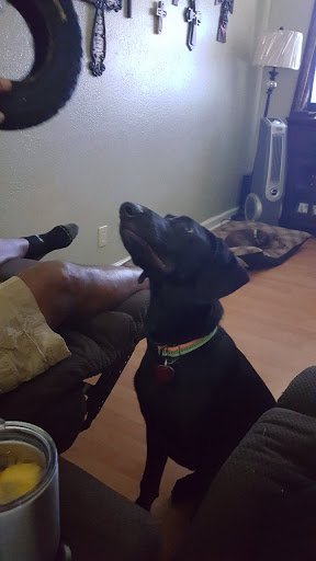 Animal Hospital «Animal Medical Corpus Christi», reviews and photos, 6822 Everhart Rd, Corpus Christi, TX 78413, USA