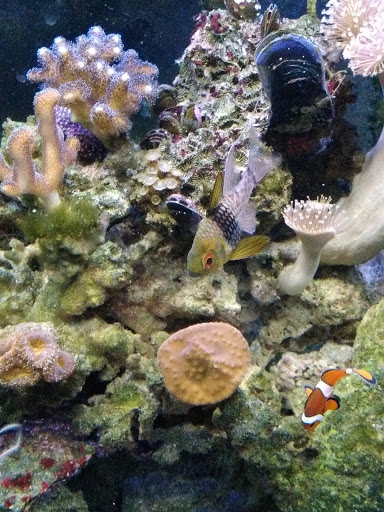 Pet Store «Ark Pet Shop», reviews and photos, 2400 W Lincoln Hwy, Merrillville, IN 46410, USA