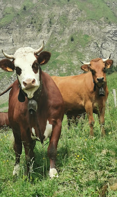 GAEC DES PAYS DE SAVOIE La Giettaz à La Giettaz