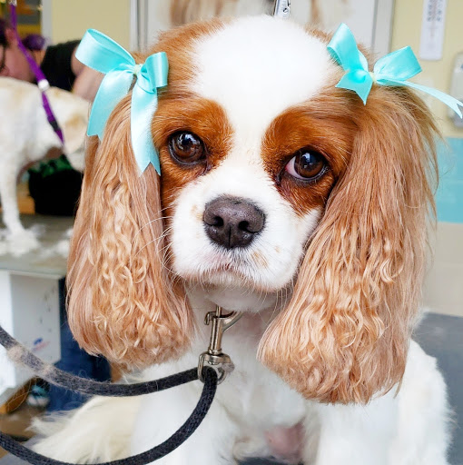 Pet Supply Store «Petco Animal Supplies», reviews and photos, 298 Spring Creek Drive, Franklin, TN 37067, USA